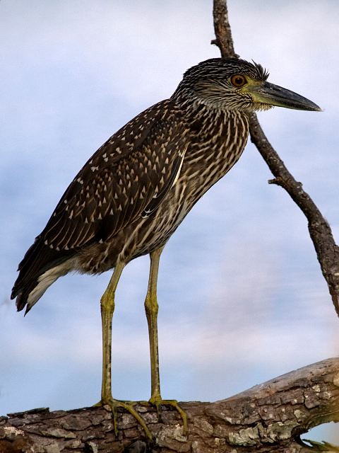 Yellow-crowned Night-Heron